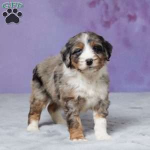 Riley, Mini Bernedoodle Puppy